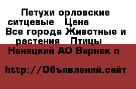 Петухи орловские ситцевые › Цена ­ 1 000 - Все города Животные и растения » Птицы   . Ненецкий АО,Варнек п.